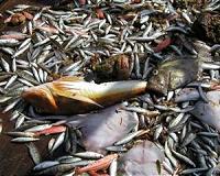 Poachers in marine protected areas go unchallenged by their peers