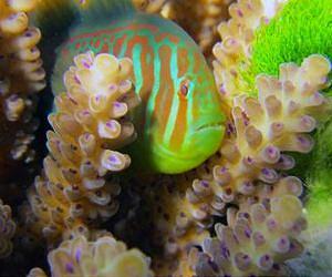 Corals attacked by toxic seaweed use chemical 911 signals to summon help