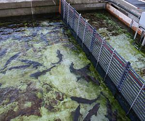 Aqua-Spark fund dives into fish farming future