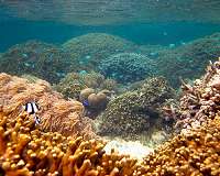 UK cruise ship damages pristine Indonesian coral reef