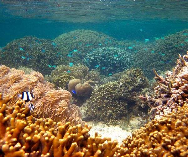 Wounded US veterans accept new mission: healing coral reefs