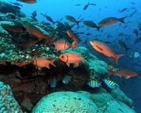 Female hybrid fish grows testicles, impregnates self