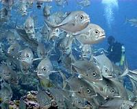 Overfishing devastates spawning aggregations