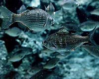 NOAA Says CO2 Buildup Starting To Threaten Marine Life