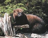 Island rodents take on nightmarish proportions