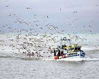Unrestricted fishing technology threaten the future of seafood