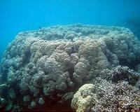 Looking back into the future: Are corals able to resist a declining pH
