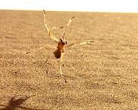 To avoid getting eaten, spiders walk like ants