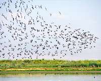 Satellites reveal bird habitat loss in California