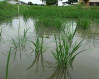 From Genes To Farmers' Fields
