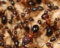 Man survives on ants for six days in remote Australia