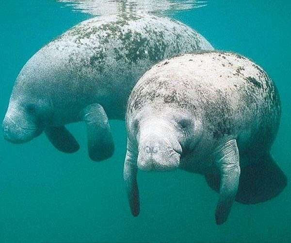 In Florida, a worrying uptick in manatee deaths