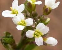 Scientists trace plant hormone pathway back 450 million years