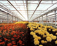 Greens urge boycott of Kenya flowers