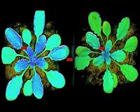 Glowing plants a sign of health