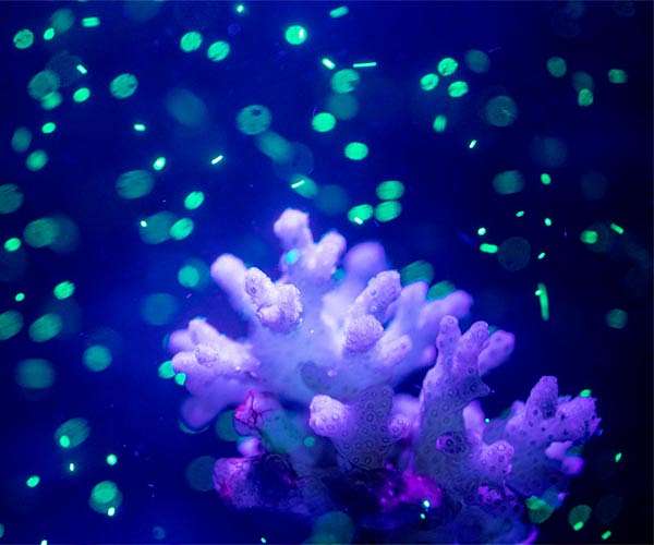 Microbes could help remove microplastics from the environment