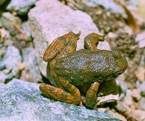 Foothill yellow-legged frog provides insight on river management
