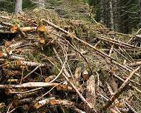 Economics of forest biomass raise hurdles for rural development