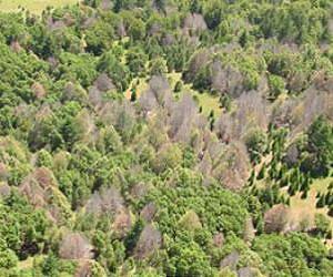 Action needed to prevent more devastating tree diseases entering the UK