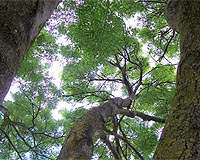 Forests May Play Overlooked Role In Regulating Climate