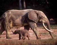 22 elephants poached in Mozambique in two weeks