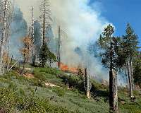 Scientists simulate forest and fire dynamics to understand area burn of future wildfires