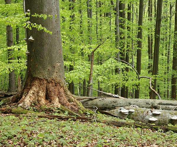 Do forest trees really talk through underground fungi