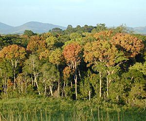 Landsat Sets the Standard for Maps of World's Forests
