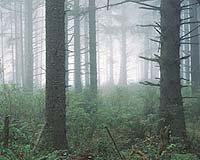 Global Warming May Warrant New Approaches To Ecosystem Restoration