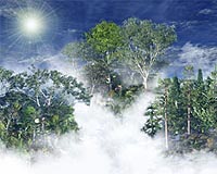 Forest credits would crash carbon markets: Greenpeace