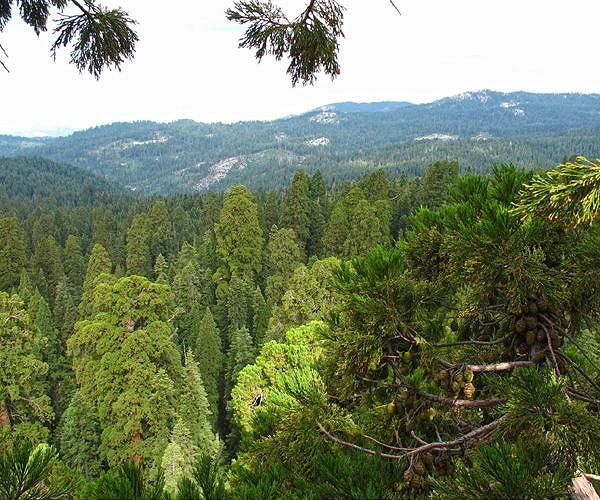 US firefighters race to protect Yosemite's giant sequoias