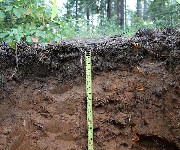 Carbon emissions from forest soils expected to rise with global warming