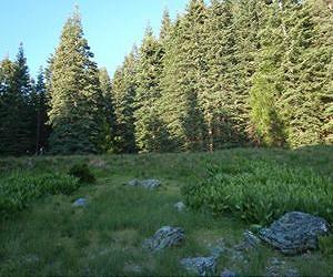 Low extinction rates made California a refuge for diverse plant species