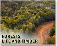 Climate pact must include forest scheme: WWF
