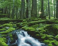 It's a small world: In Japan, moss wins hearts