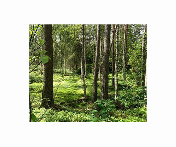 Study uncovers widespread and ongoing clearcutting of Swedish old forests
