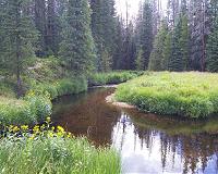 Diversity breeds stability in forest ecosystems