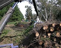 Cellulosic Biomass Power Is Cost Effective And Environmentally Friendly