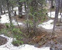 Muddy forests, shorter winters present challenges for loggers