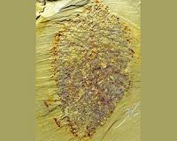 Ancient balloon-shaped animal fossil sheds light on Earth's ancient seas