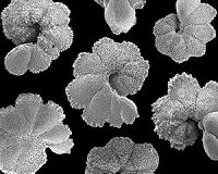 Ancient marine sediments provide clues to future climate change