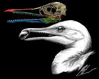 Scientists find the first bird beak, right under their noses