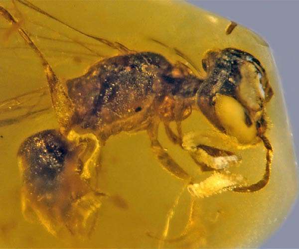 The Buzz on Bugs: How Global Changes Affect Insect Biomass