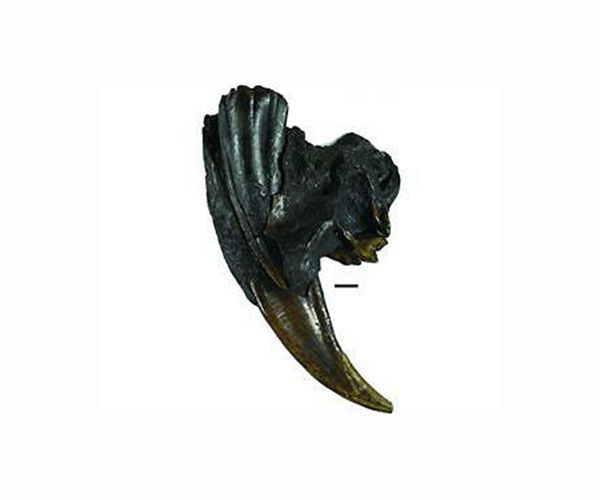 Fossil discovery reveals oldest known saber-toothed predator
