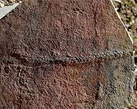 Fossils dating back 550 million years among first animal trails