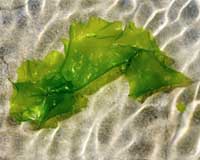 France orders toxicity test on seaweed clogging beaches