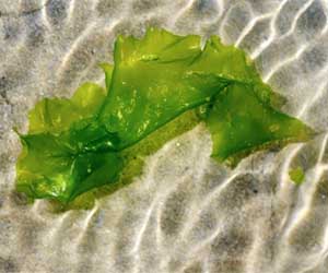 UT biosolar breakthrough promises cheap, easy green electricity
