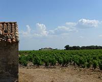 France faces worst wine harvest since 1945