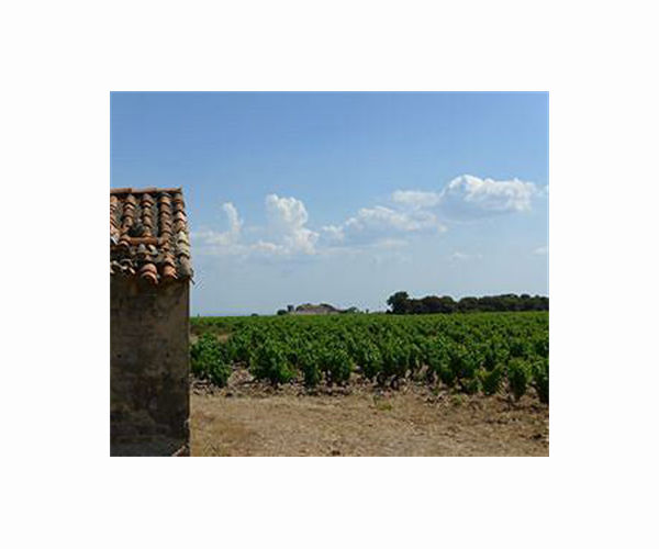 Grapes of change: French wines adapt to global warming