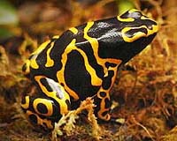 Experts Develop Global Action Plan To Save Amphibians Facing Extinction